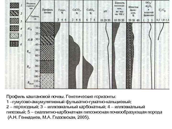 Профиль каштановой почвы. Генетические горизонты: 1 –гумусово-аккумулятивный фульватно-гуматно-кальциевый; 2 – переходный; 3 – иллювиальный