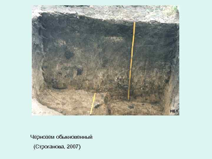Чернозем обыкновенный (Строганова, 2007) 