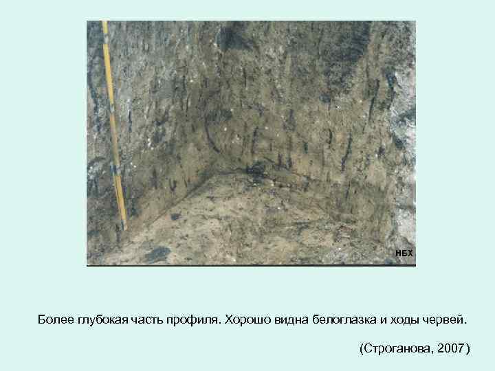 Более глубокая часть профиля. Хорошо видна белоглазка и ходы червей. (Строганова, 2007) 