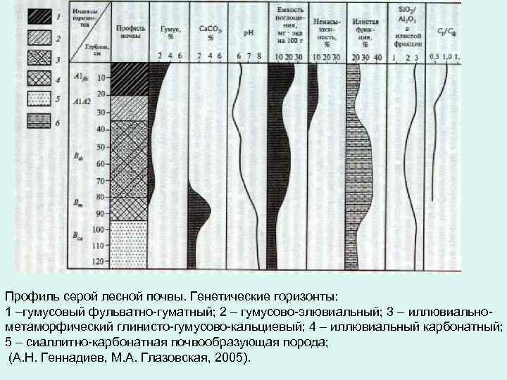 А1 это горизонт. Серые Лесные почвы профиль горизонты. Темно-серые Лесные почвы разрез. Схема профиля серой Лесной почвы. Почвенный профиль серой Лесной почвы таблица.