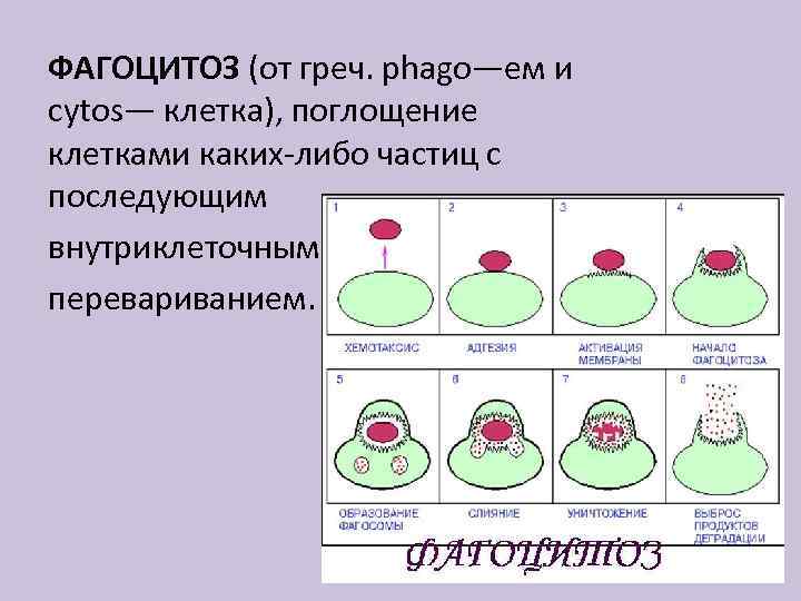 ФАГОЦИТОЗ (от греч. phago—ем и cytos— клетка), поглощение клетками каких-либо частиц с последующим внутриклеточным