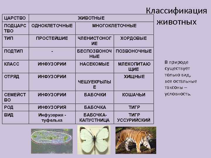 Биология 5 класс тема животные