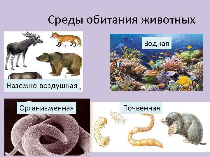 Среды обитания животных Водная Наземно-воздушная Организменная Почвенная 