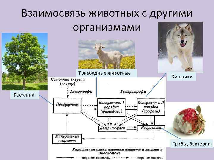 Пример взаимоотношений растений и животных