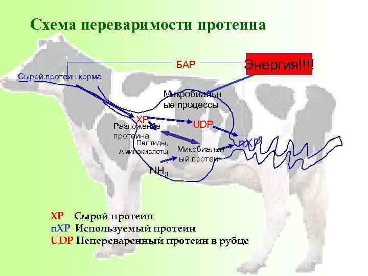 Схема лактации коровы