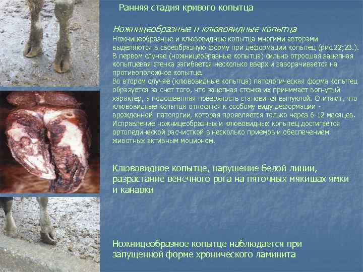 Ранняя стадия кривого копытца Ножницеобразные и клювовидные копытца многими авторами выделяются в своеобразную форму