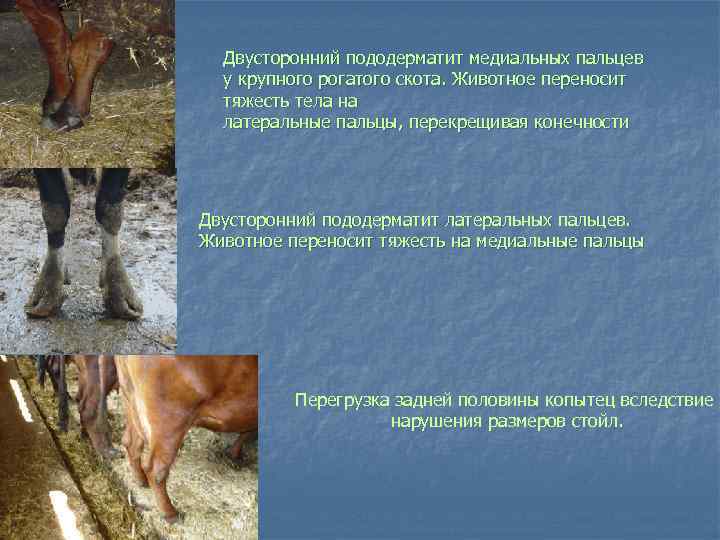 Двусторонний пододерматит медиальных пальцев у крупного рогатого скота. Животное переносит тяжесть тела на латеральные