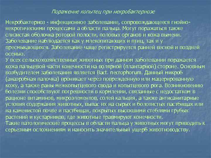 Поражение копытец при некробактериозе Некробактериоз инфекционное заболевание, сопровождающееся гнойно некротическими процессами а области пальца.
