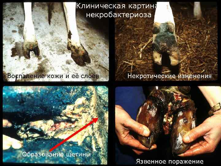 Клиническая картина некробактериоза Воспаление кожи и её слоев Образование щетины Некротические изменения Язвенное поражение