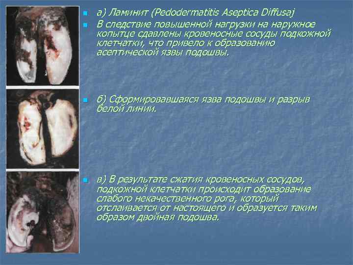 n n а) Ламинит (Pedodermatitis Aseptica Diffusaj В следствие повышенной нагрузки на наружное копытце