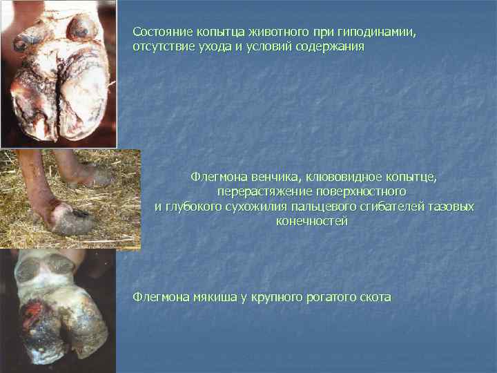 Состояние копытца животного при гиподинамии, отсутствие ухода и условий содержания Флегмона венчика, клювовидное копытце,