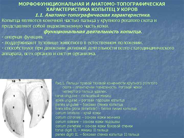 МОРФОФУНКЦИОНАЛЬНАЯ И АНАТОМО-ТОПОГРАФИЧЕСКАЯ ХАРАКТЕРИСТИКА КОПЫТЕЦ У КОРОВ 1. 1. Анатомо-топографическая характеристика. Копытца являются конечной