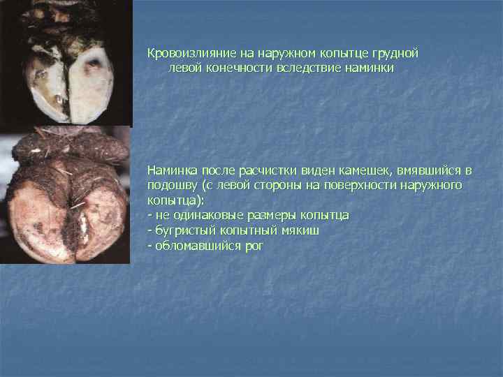 Кровоизлияние на наружном копытце грудной левой конечности вследствие наминки Наминка после расчистки виден камешек,