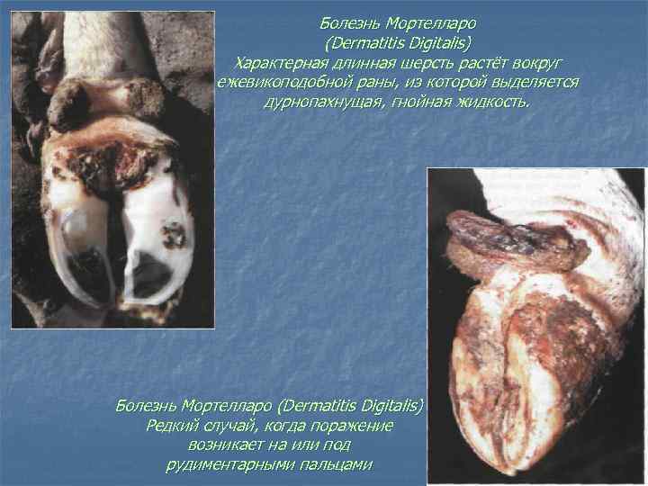 Болезнь Мортелларо (Dermatitis Digitalis) Характерная длинная шерсть растёт вокруг ежевикоподобной раны, из которой выделяется