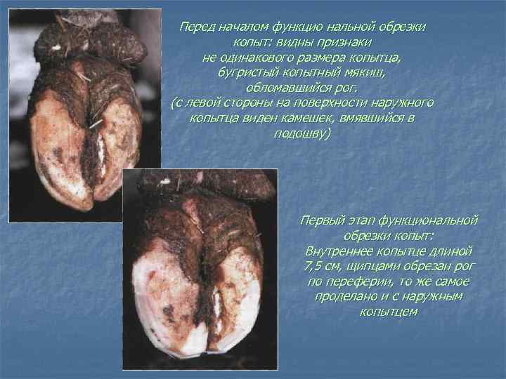 Перед началом функцио нальной обрезки копыт: видны признаки не одинакового размера копытца, бугристый копытный