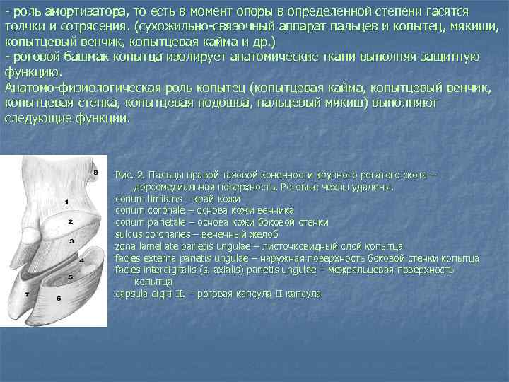  роль амортизатора, то есть в момент опоры в определенной степени гасятся толчки и