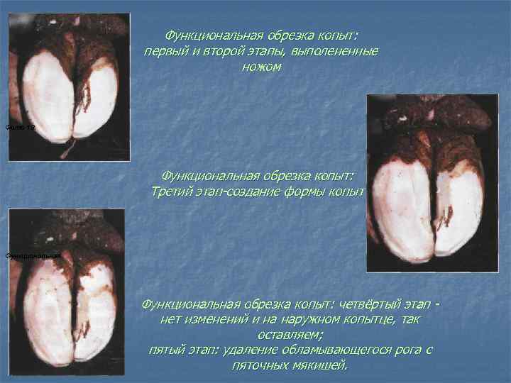 Функциональная обрезка копыт: первый и второй этапы, выполененные ножом Фото 18. Функциональная обрезка копыт: