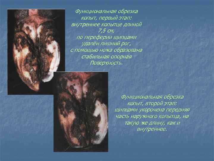 Функциональная обрезка копыт, первый этап: внутреннее копытце длиной 7, 5 см, по переферии щипцами