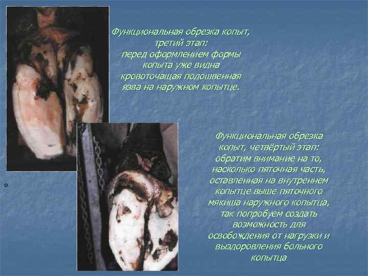 Функциональная обрезка копыт, третий этап: перед оформлением формы копыта уже видна кровоточащая подошвенная язва