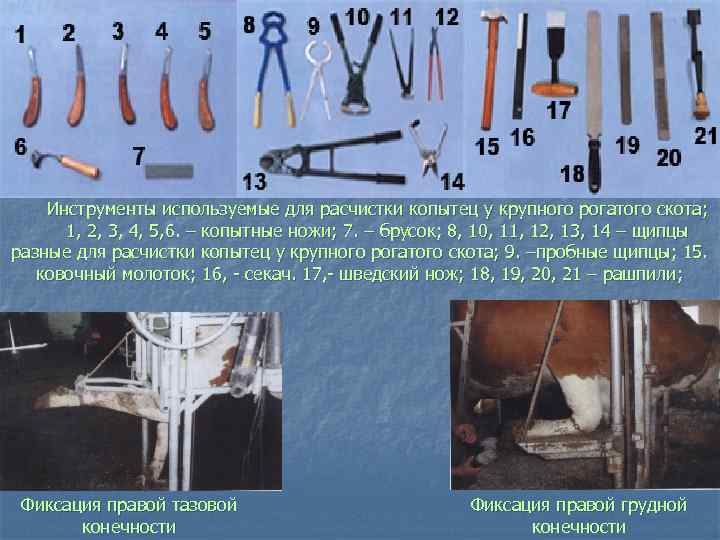 Инструменты используемые для расчистки копытец у крупного рогатого скота; 1, 2, 3, 4, 5,