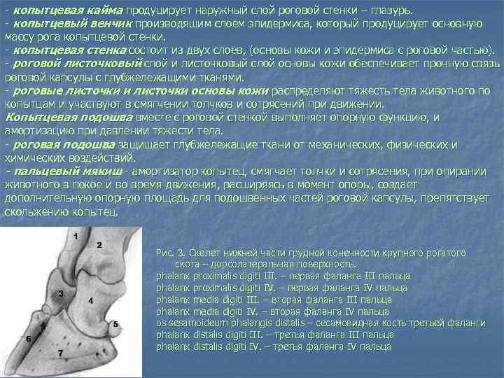  копытцевая кайма продуцирует наружный слой роговой стенки – глазурь. копытцевый венчик производящим слоем
