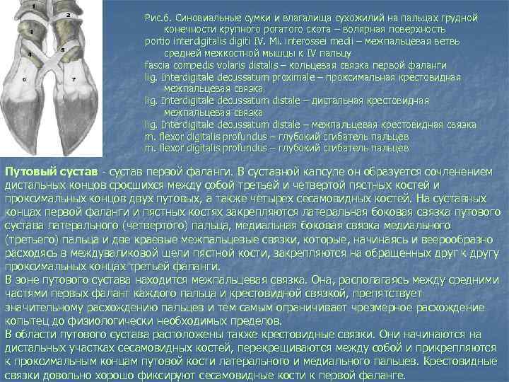 Рис. 6. Синовиальные сумки и влагалища сухожилий на пальцах грудной конечности крупного рогатого скота