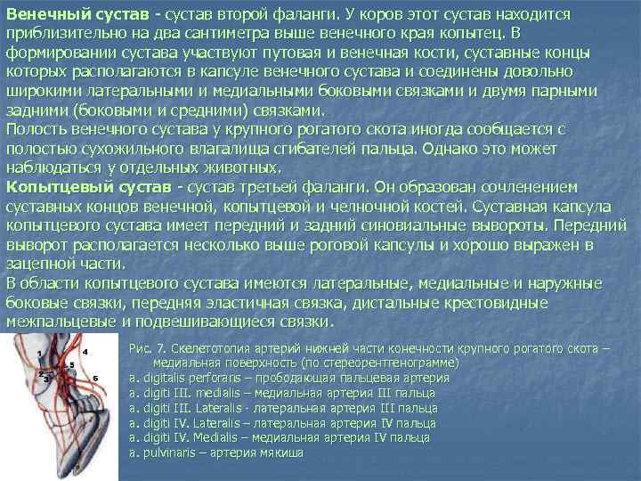 Венечный сустав второй фаланги. У коров этот сустав находится приблизительно на два сантиметра выше