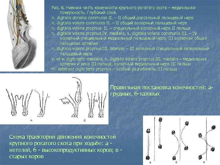 Рис. 8. Нижняя часть конечности крупного рогатого скота – медиальная поверхность. Глубокий слой. n.