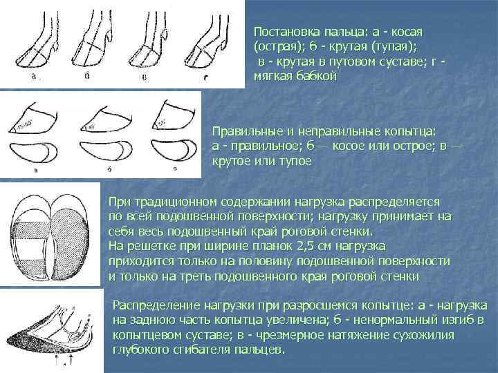 Постановка пальца: а косая (острая); б крутая (тупая); в крутая в путовом суставе; г