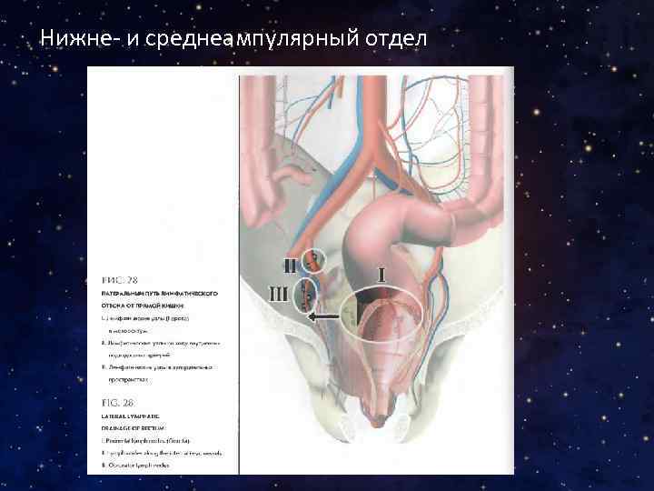 Нижне- и среднеампулярный отдел 