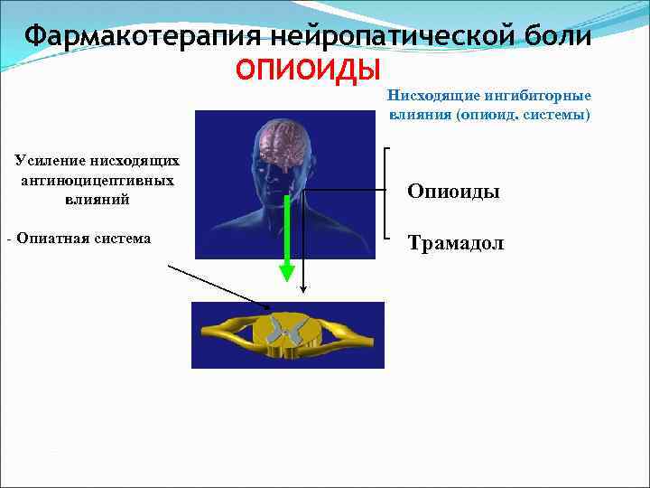 Фармакотерапия нейропатической боли ОПИОИДЫ Нисходящие ингибиторные влияния (опиоид. системы) Усиление нисходящих антиноцицептивных влияний -