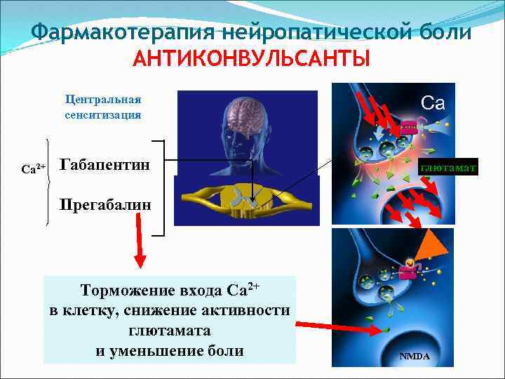 Фармакотерапия нейропатической боли АНТИКОНВУЛЬСАНТЫ Центральная сенситизация Ca 2+ Габапентин Са глютамат Прегабалин Торможение входа