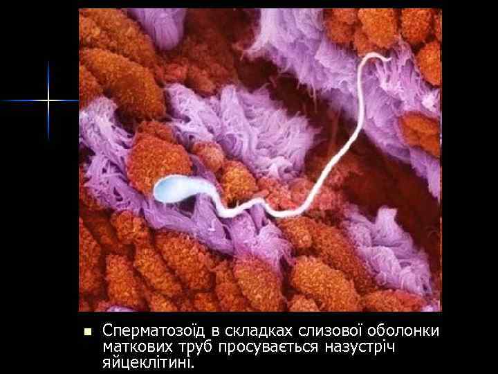 n Сперматозоїд в складках слизової оболонки маткових труб просувається назустріч яйцеклітині. 