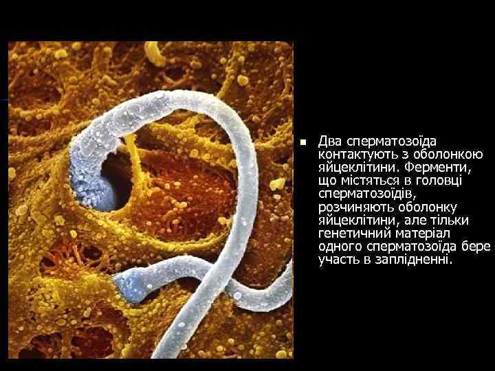 n Два сперматозоїда контактують з оболонкою яйцеклітини. Ферменти, що містяться в головці сперматозоїдів, розчиняють