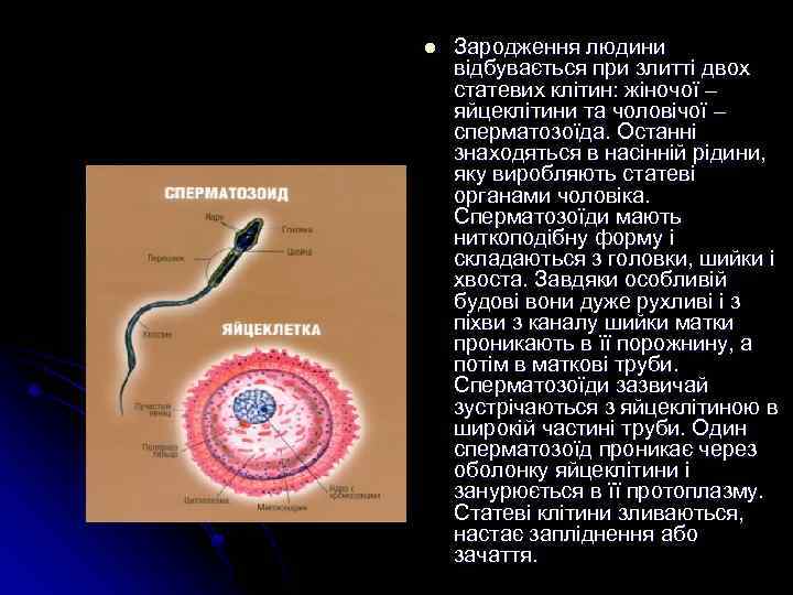 l Зародження людини відбувається при злитті двох статевих клітин: жіночої – яйцеклітини та чоловічої