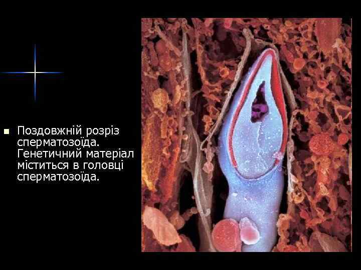 n Поздовжній розріз сперматозоїда. Генетичний матеріал міститься в головці сперматозоїда. 