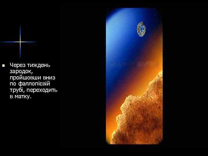 n Через тиждень зародок, пройшовши вниз по фаллопієвій трубі, переходить в матку. 