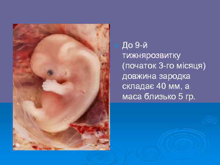 Ø До 9 -й тижнярозвитку (початок 3 -го місяця) довжина зародка складає 40 мм,