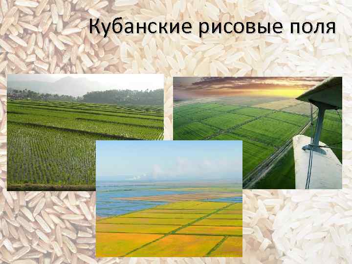 Кубанские рисовые поля 