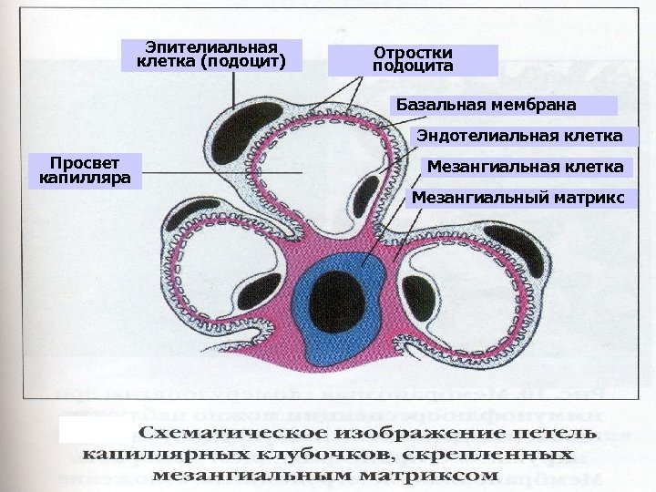 Эпителиальная клетка (подоцит) Отростки подоцита Базальная мембрана Эндотелиальная клетка Просвет капилляра Мезангиальная клетка Мезангиальный