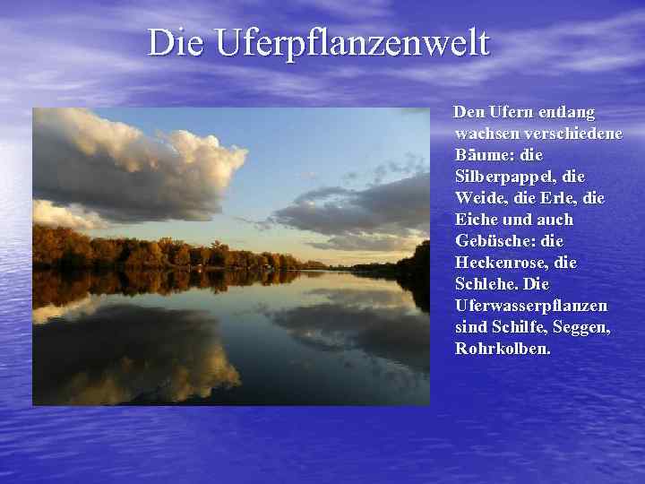 Die Uferpflanzenwelt Den Ufern entlang wachsen verschiedene Bäume: die Silberpappel, die Weide, die Erle,