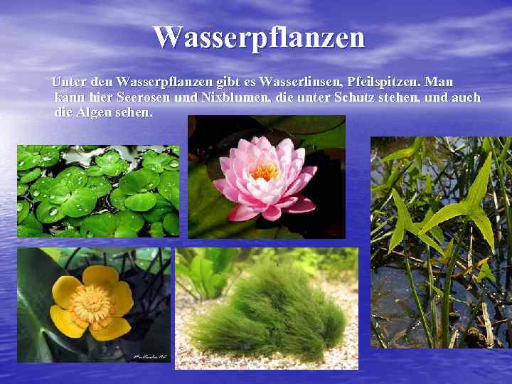 Wasserpflanzen Unter den Wasserpflanzen gibt es Wasserlinsen, Pfeilspitzen. Man kann hier Seerosen und Nixblumen,