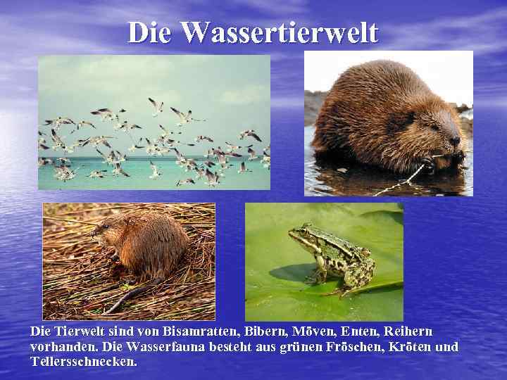 Die Wassertierwelt Die Tierwelt sind von Bisamratten, Bibern, Möven, Enten, Reihern vorhanden. Die Wasserfauna