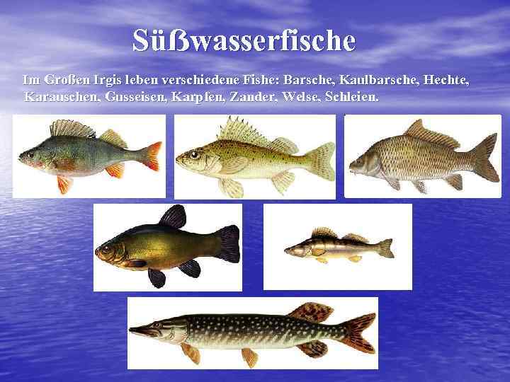 Süẞwasserfische Im Großen Irgis leben verschiedene Fishe: Barsche, Kaulbarsche, Hechte, Karauschen, Gusseisen, Karpfen, Zander,