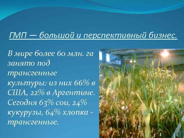 ГМП — большой и перспективный бизнес. В мире более 60 млн. га занято под