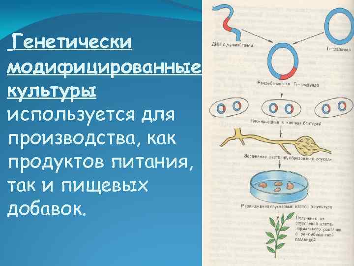 Генетически модифицированные культуры используется для производства, как продуктов питания, так и пищевых добавок. 