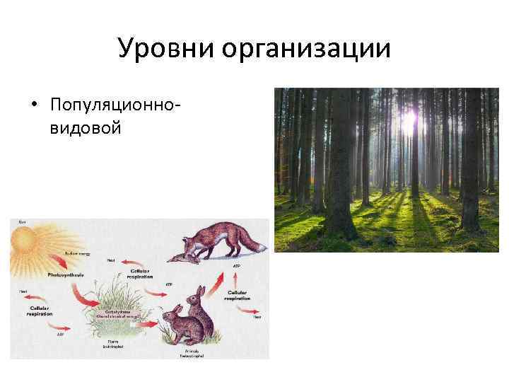Уровни организации • Популяционновидовой 