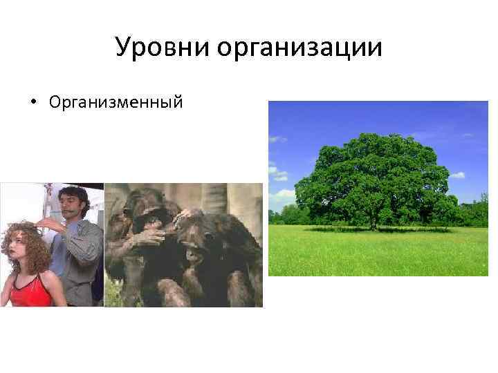 Уровни организации • Организменный 
