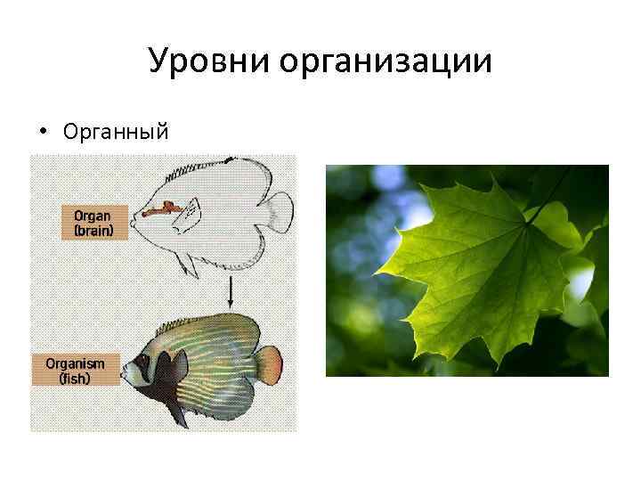 Уровни организации • Органный 