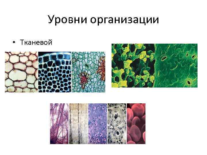 Уровни организации • Тканевой 